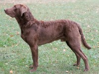 Chesapeake Bay Retriever thumbnail